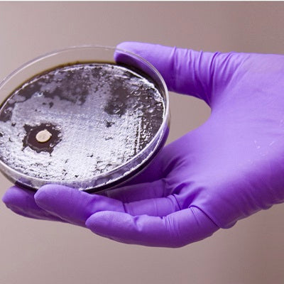 Nitrile Gloves - Powder Free - Purple - Micro Textured